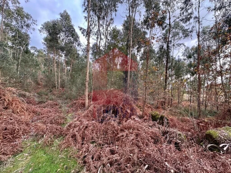 Terreno para Venda em Cervães Foto 7