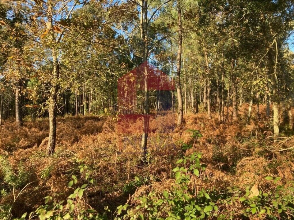 Terreno para Venda em Cervães Foto 17
