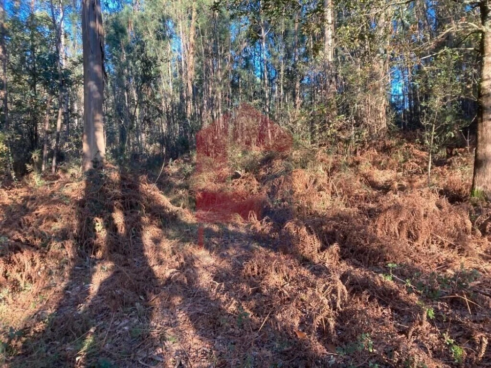 Terreno para Venda em Cervães Foto 6