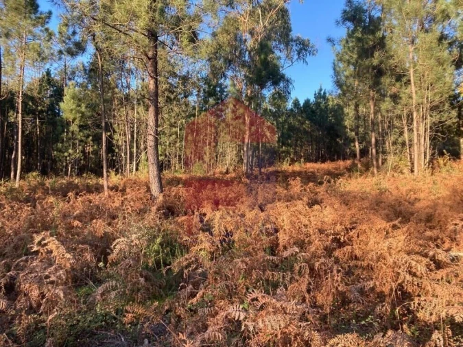 Terreno para Venda em Cervães Foto 14