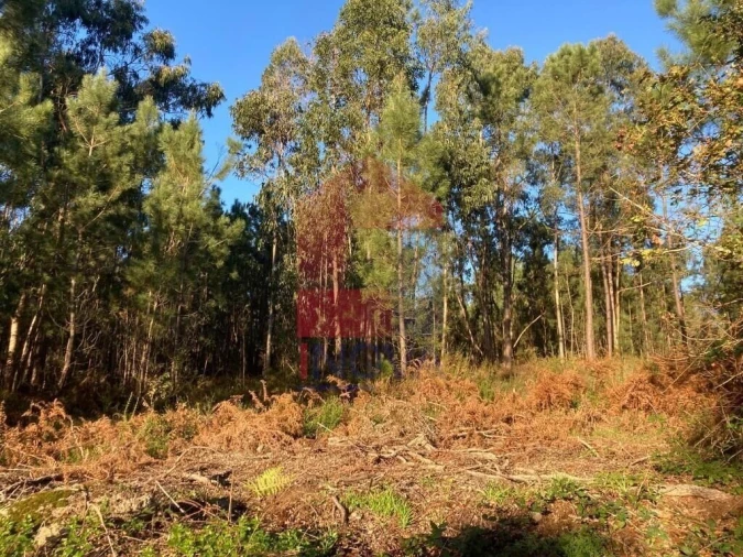 Terreno para Venda em Cervães Foto 21