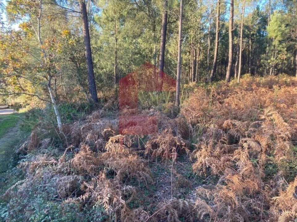 Terreno para Venda em Cervães Foto 15