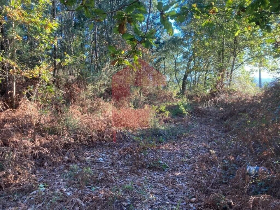 Terreno para Venda em Cervães Foto 7