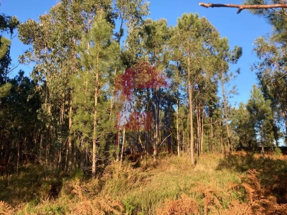 Terreno para Venda em Cervães Foto 10