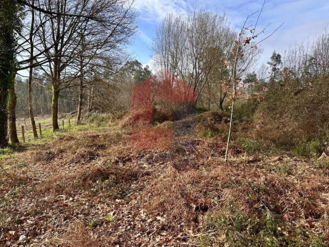 Terreno para Venda em Freiriz Foto 4