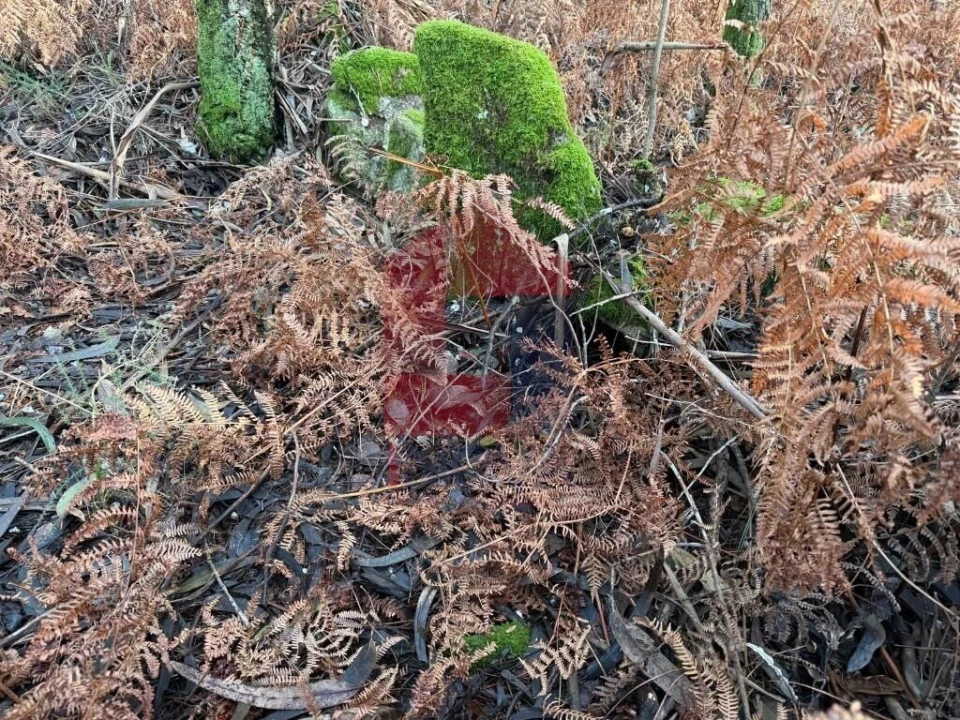 Terreno para Venda em Fiscal Foto 8