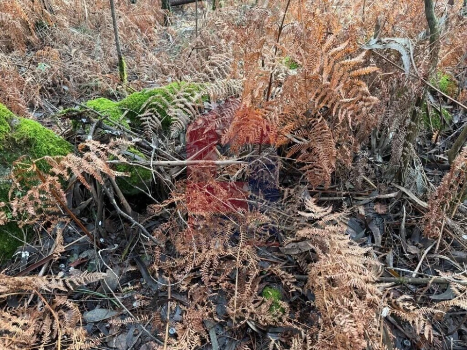 Terreno para Venda em Fiscal Foto 7