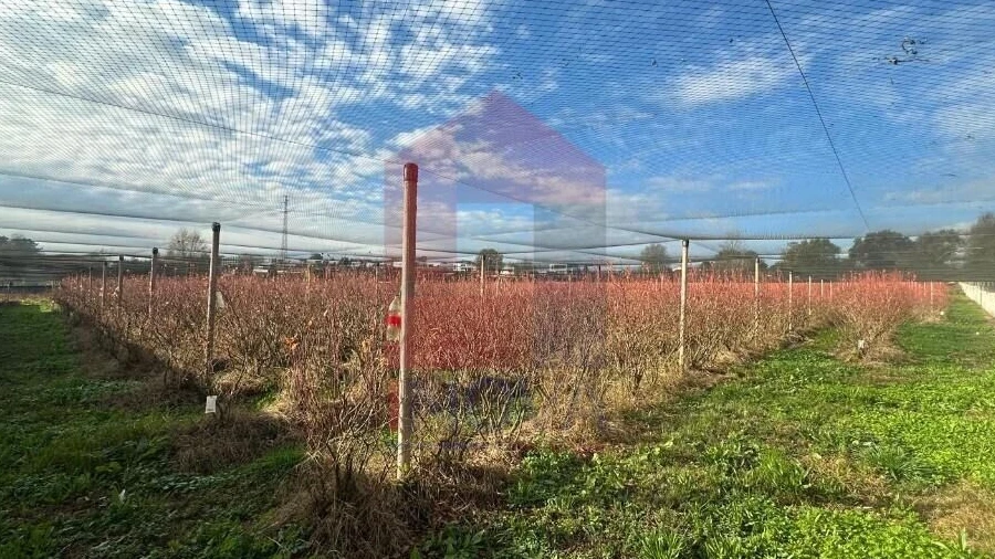 Terreno para Venda em Turiz