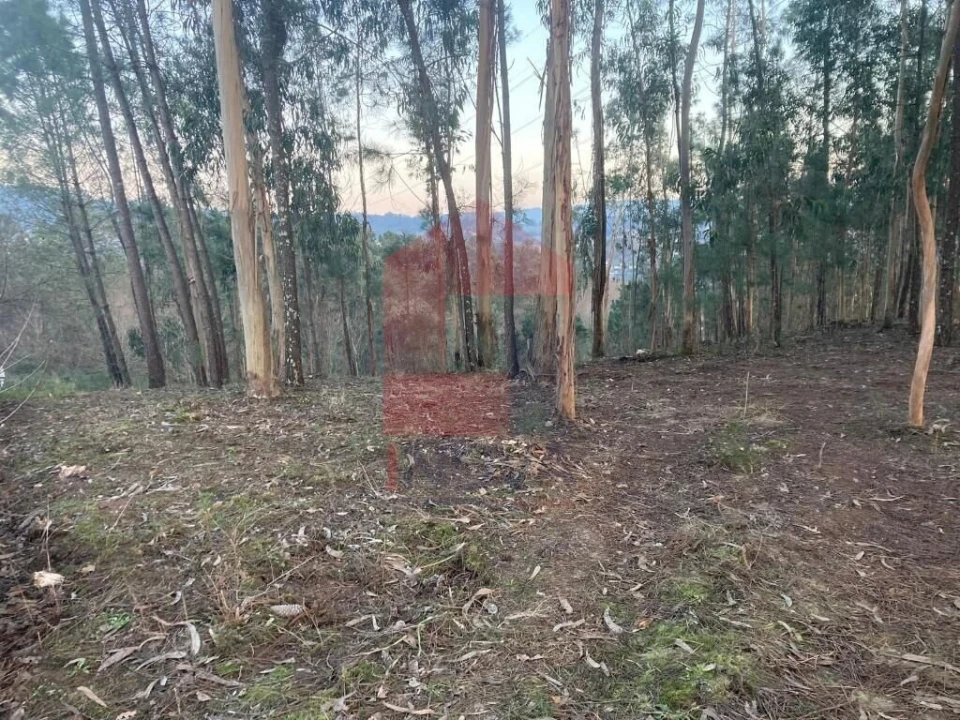 Terreno para Venda em Sabariz Foto 23