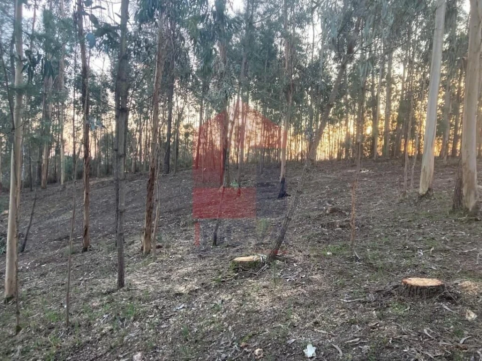 Terreno para Venda em Sabariz Foto 17