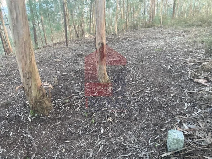 Terreno para Venda em Sabariz Foto 16