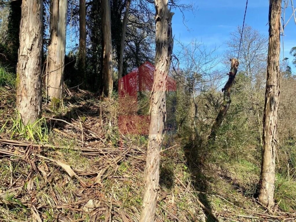 Terreno para Venda em Pico Foto 18