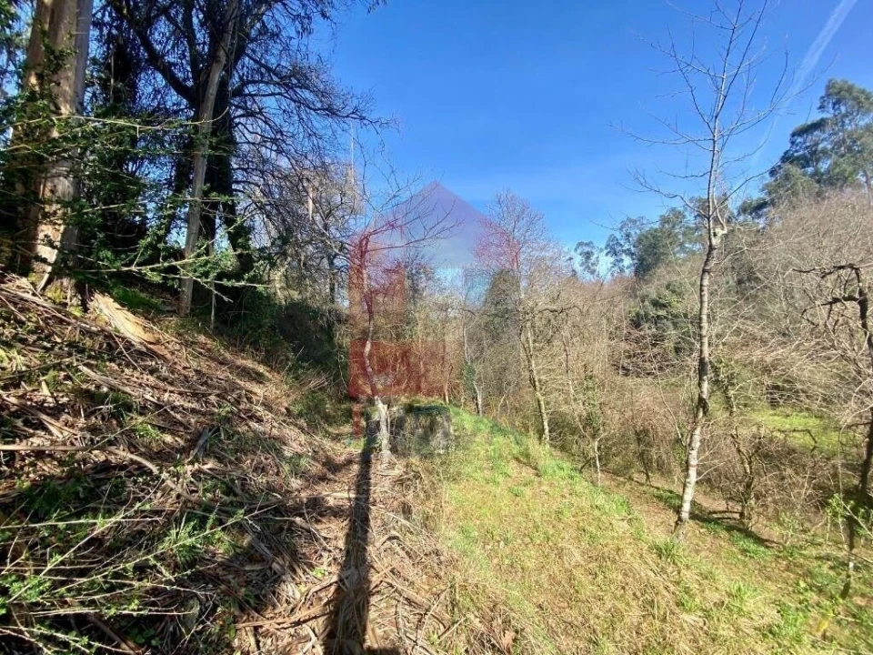 Terreno para Venda em Pico Foto 12
