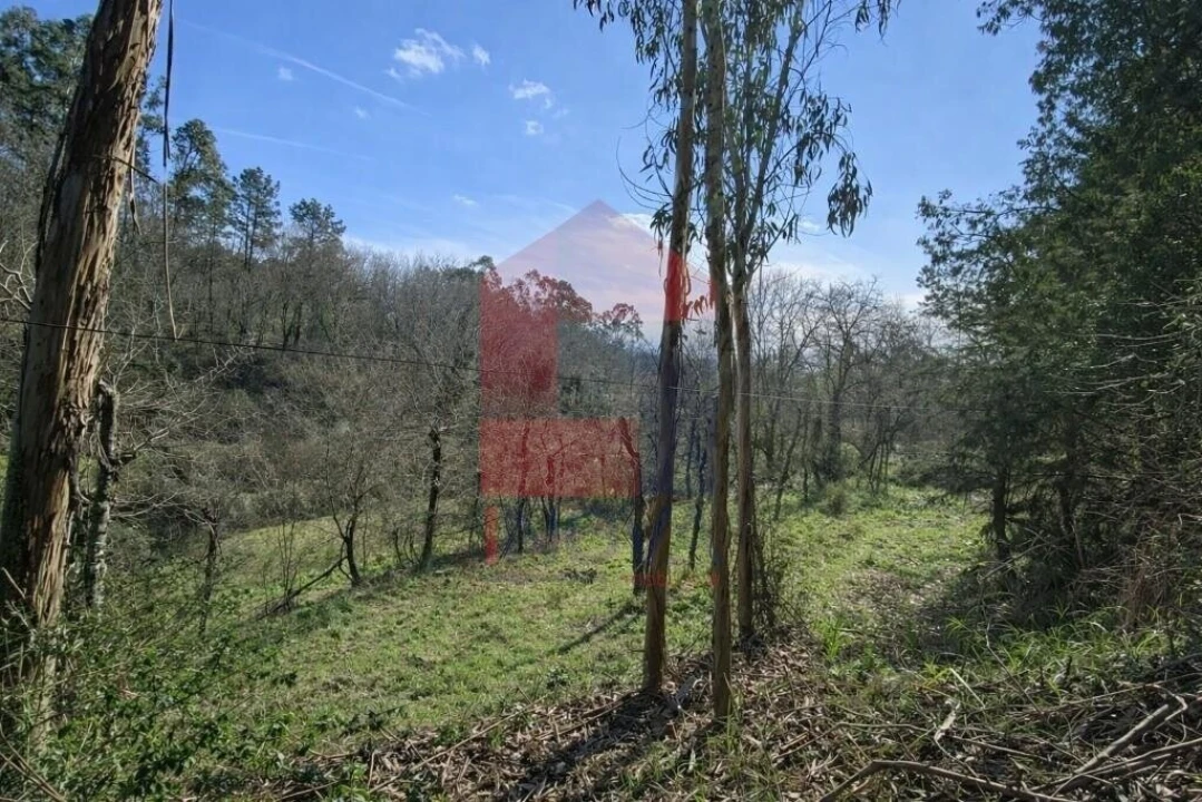 Terreno para Venda em Pico Foto 5