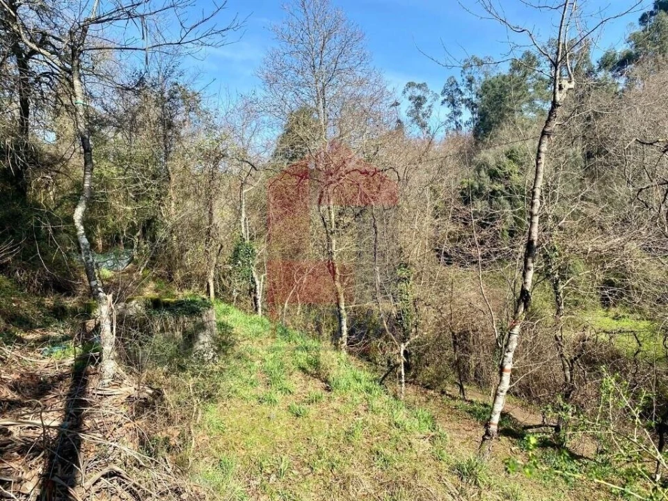 Terreno para Venda em Pico Foto 13