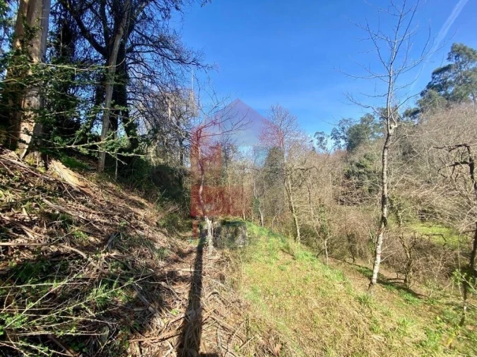 Terreno para Venda em Pico Foto 12