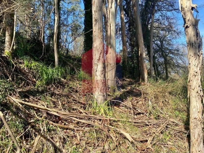 Terreno para Venda em Pico Foto 19