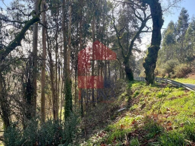 Terreno para Venda em Pico Foto 26