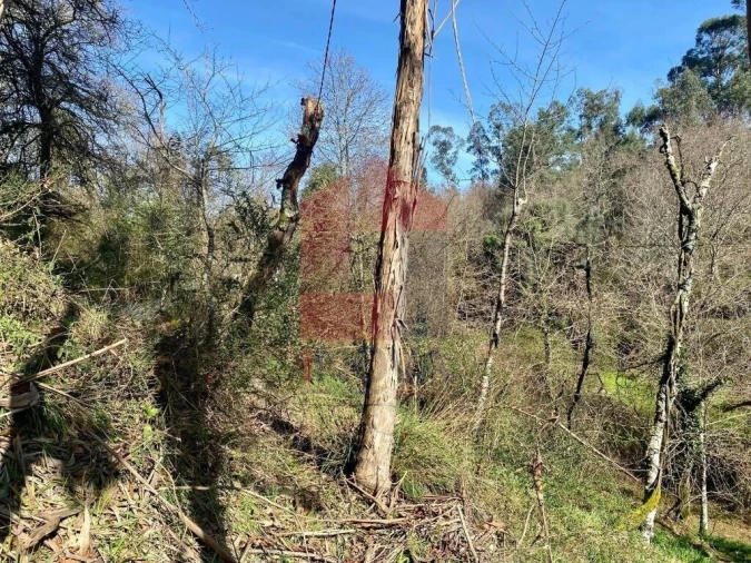 Terreno para Venda em Pico Foto 20