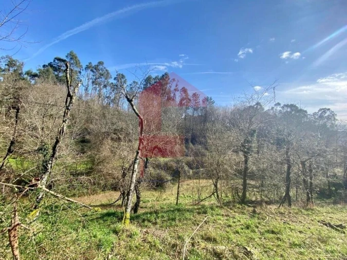 Terreno para Venda em Pico Foto 4
