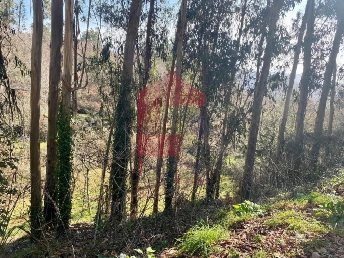Terreno para Venda em Pico Foto 27