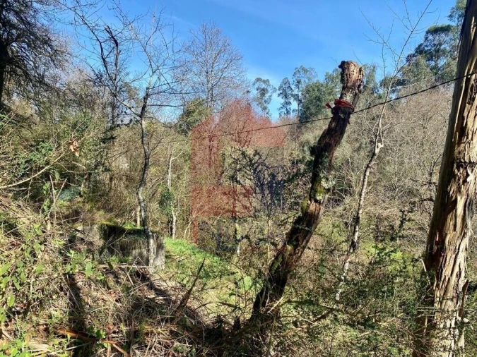 Terreno para Venda em Pico Foto 21