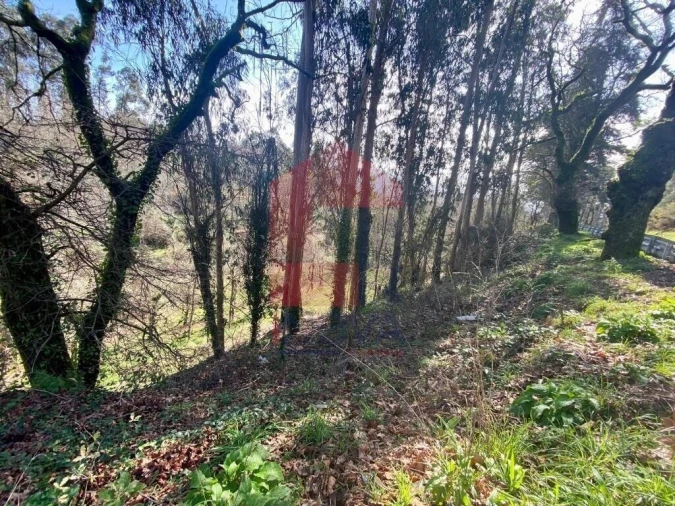 Terreno para Venda em Pico Foto 16