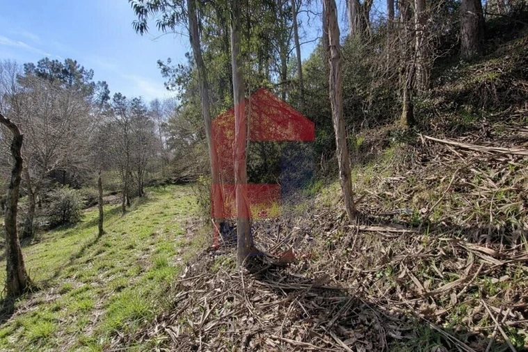 Terreno para Venda em Pico Foto 7