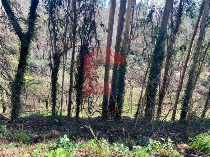 Terreno para Venda em Pico Foto 28