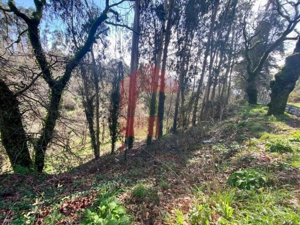 Terreno para Venda em Pico Foto 16