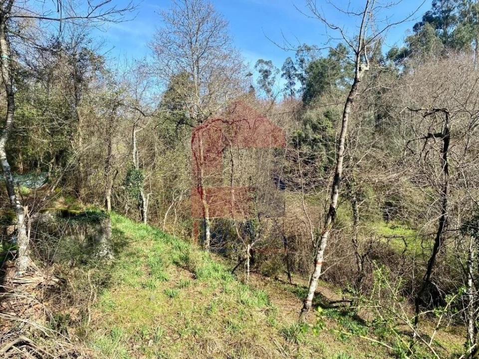 Terreno para Venda em Pico Foto 15