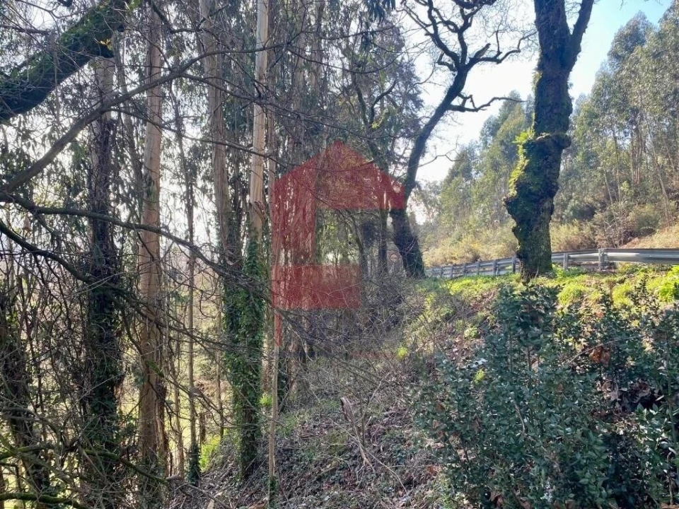 Terreno para Venda em Pico Foto 23