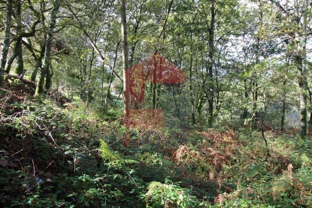 Terreno para Venda em Souto Foto 41