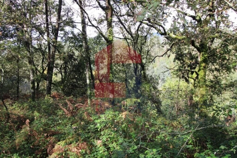 Terreno para Venda em Souto Foto 42