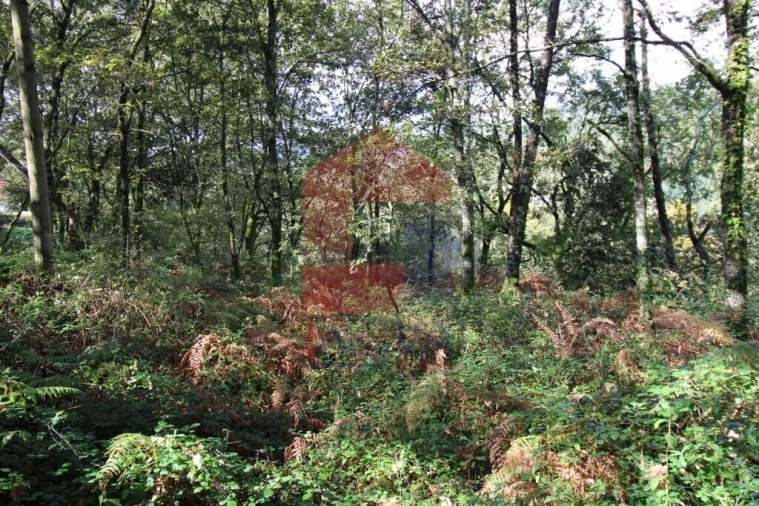 Terreno para Venda em Souto Foto 40