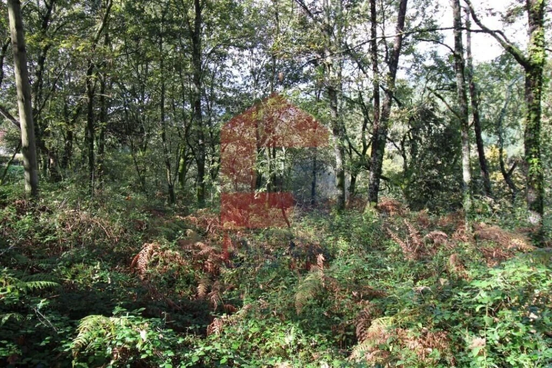 Terreno para Venda em Souto Foto 40