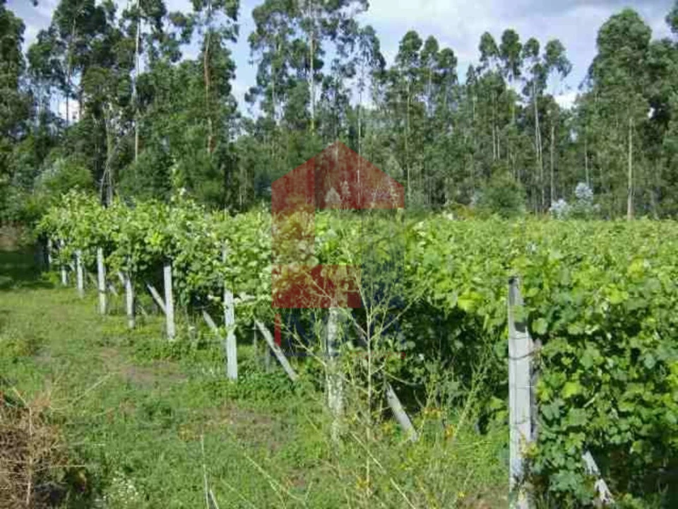 Terreno para Venda em Coucieiro Foto 5