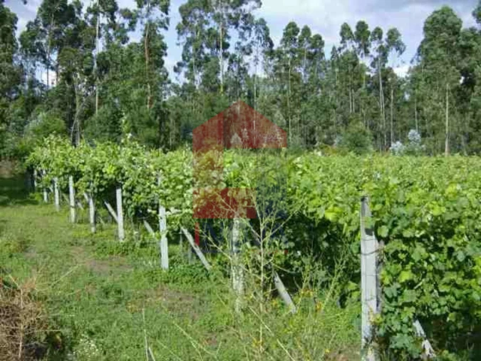 Terreno para Venda em Coucieiro Foto 5