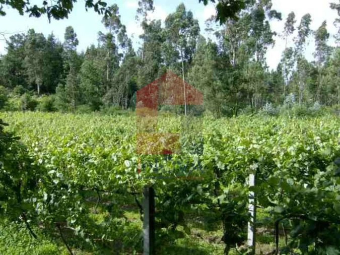 Terreno para Venda em Coucieiro Foto 4