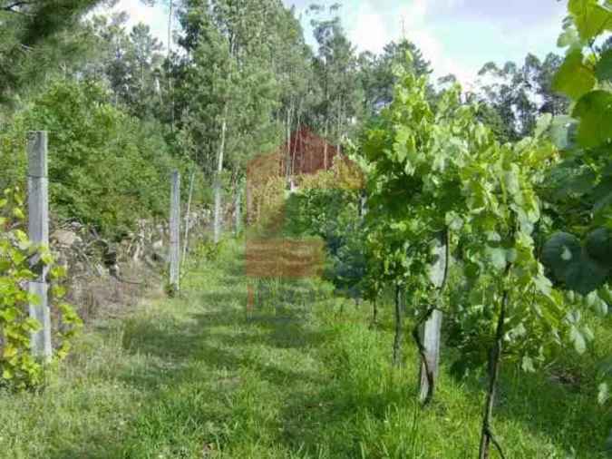 Terreno para Venda em Coucieiro Foto 9