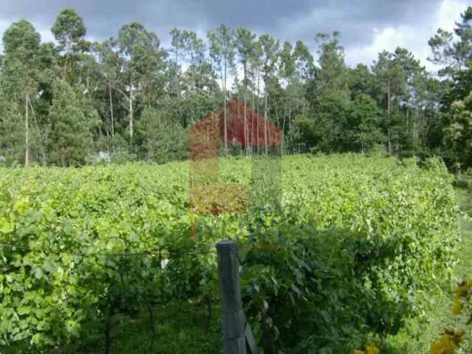 Terreno para Venda em Coucieiro Foto 6