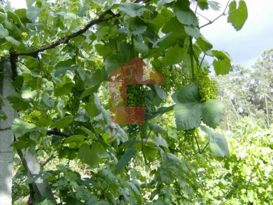 Terreno para Venda em Coucieiro Foto 7