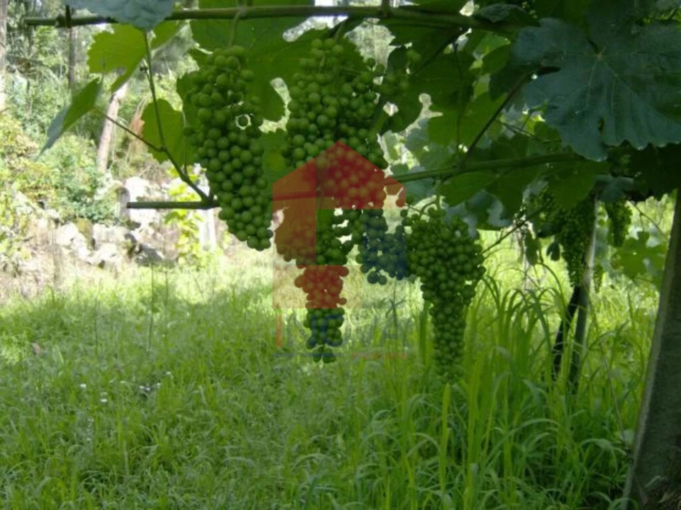 Terreno para Venda em Coucieiro Foto 8