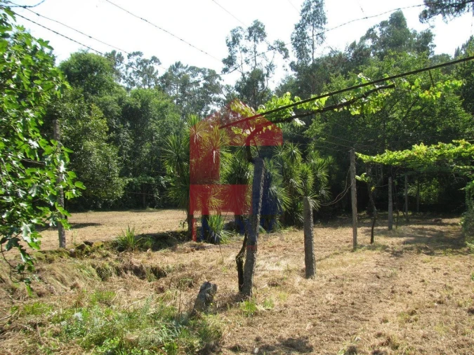 Quinta T13 para Venda em Coucieiro Foto 39