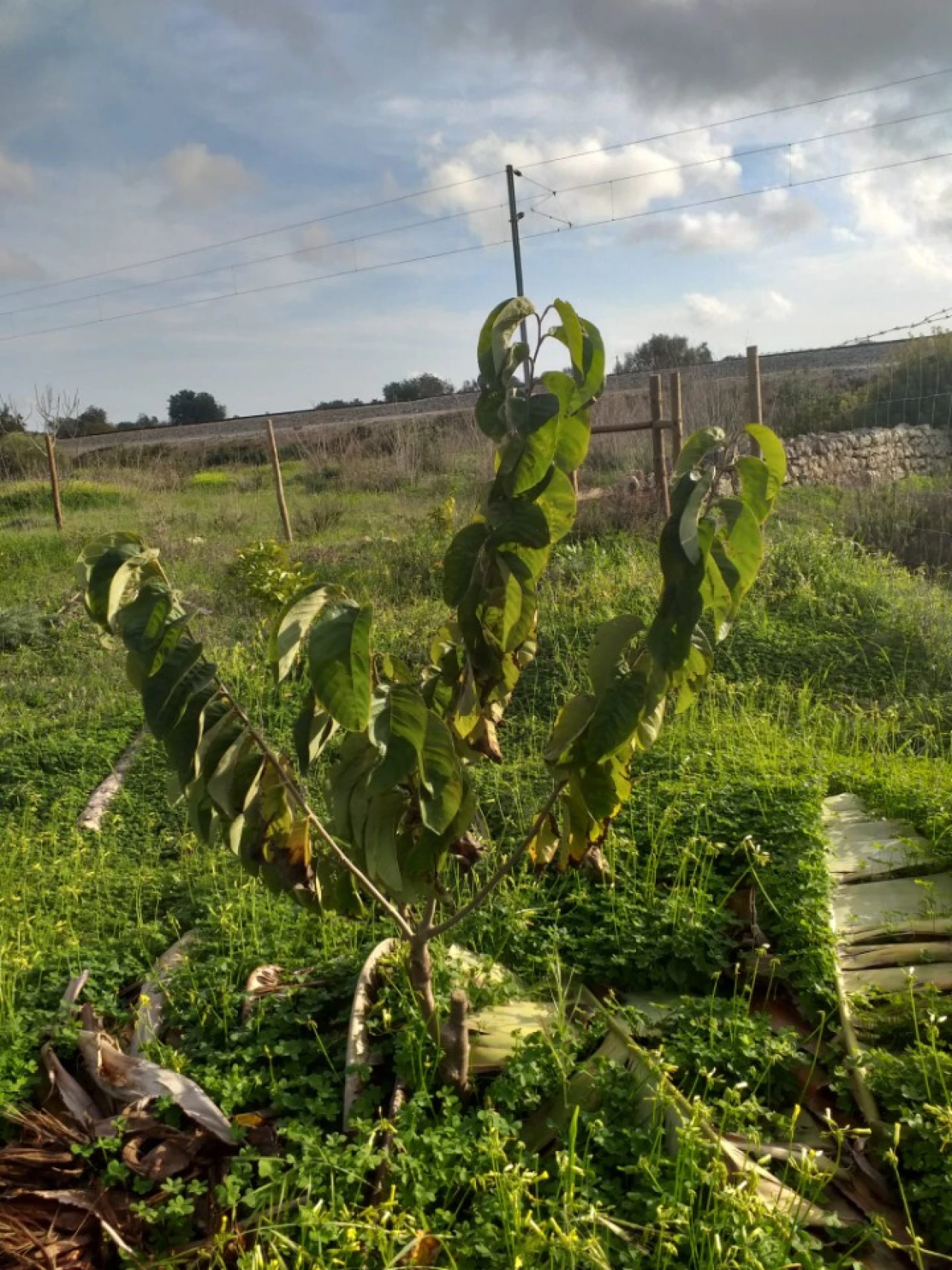 Terreno para Venda em Ferreiras Foto 4