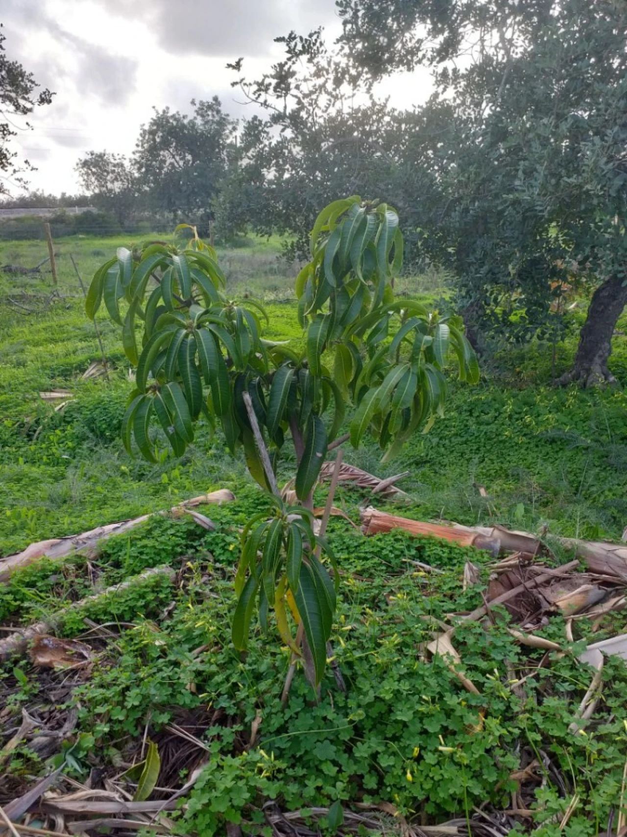 Terreno para Venda em Ferreiras Foto 18