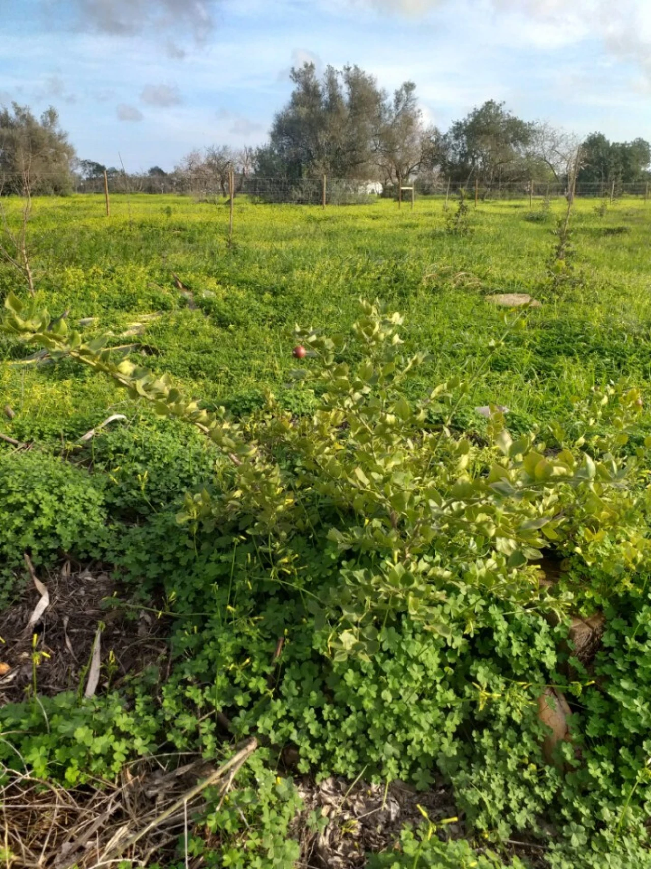 Terreno para Venda em Ferreiras Foto 25