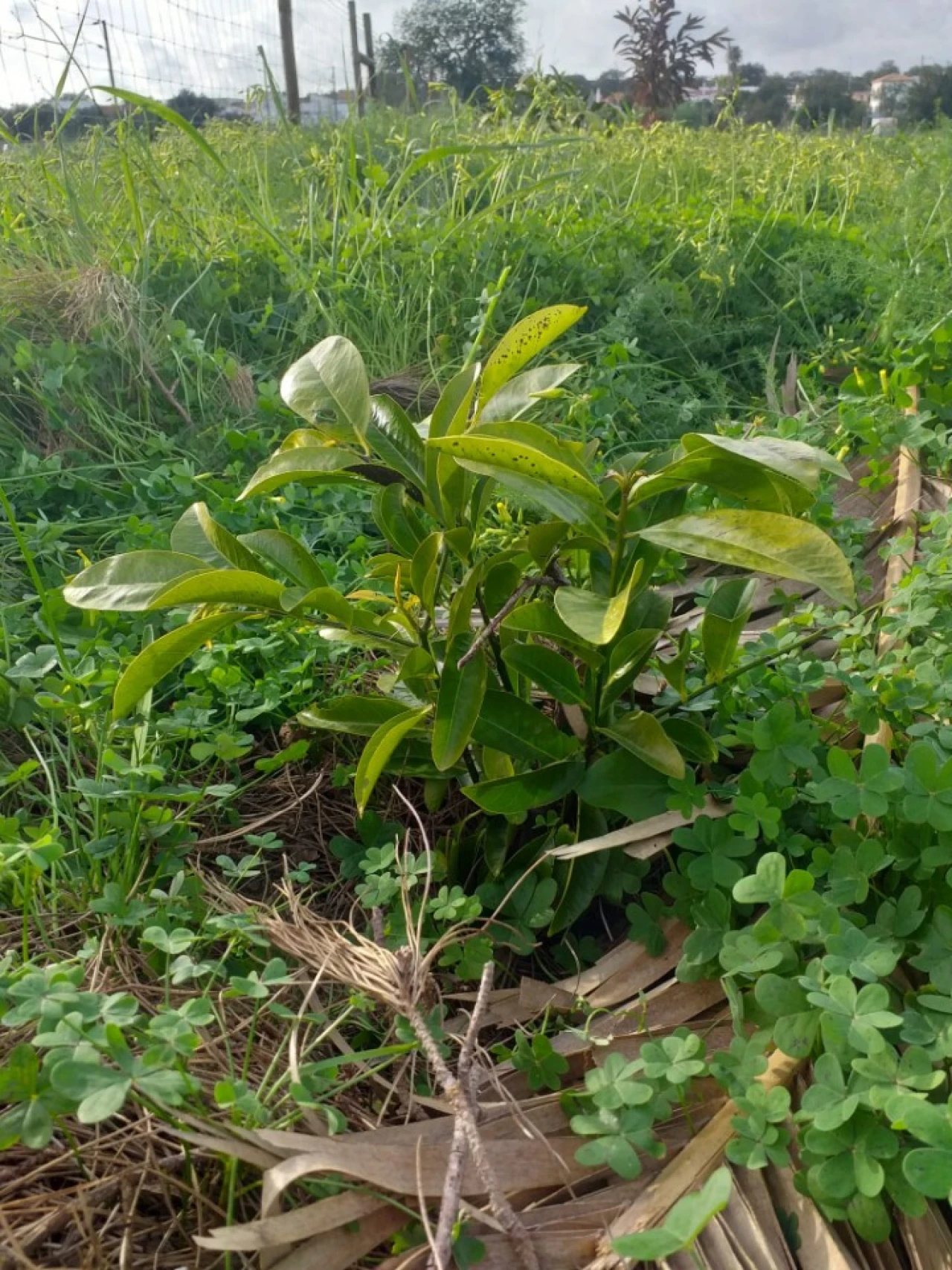 Terreno para Venda em Ferreiras Foto 16