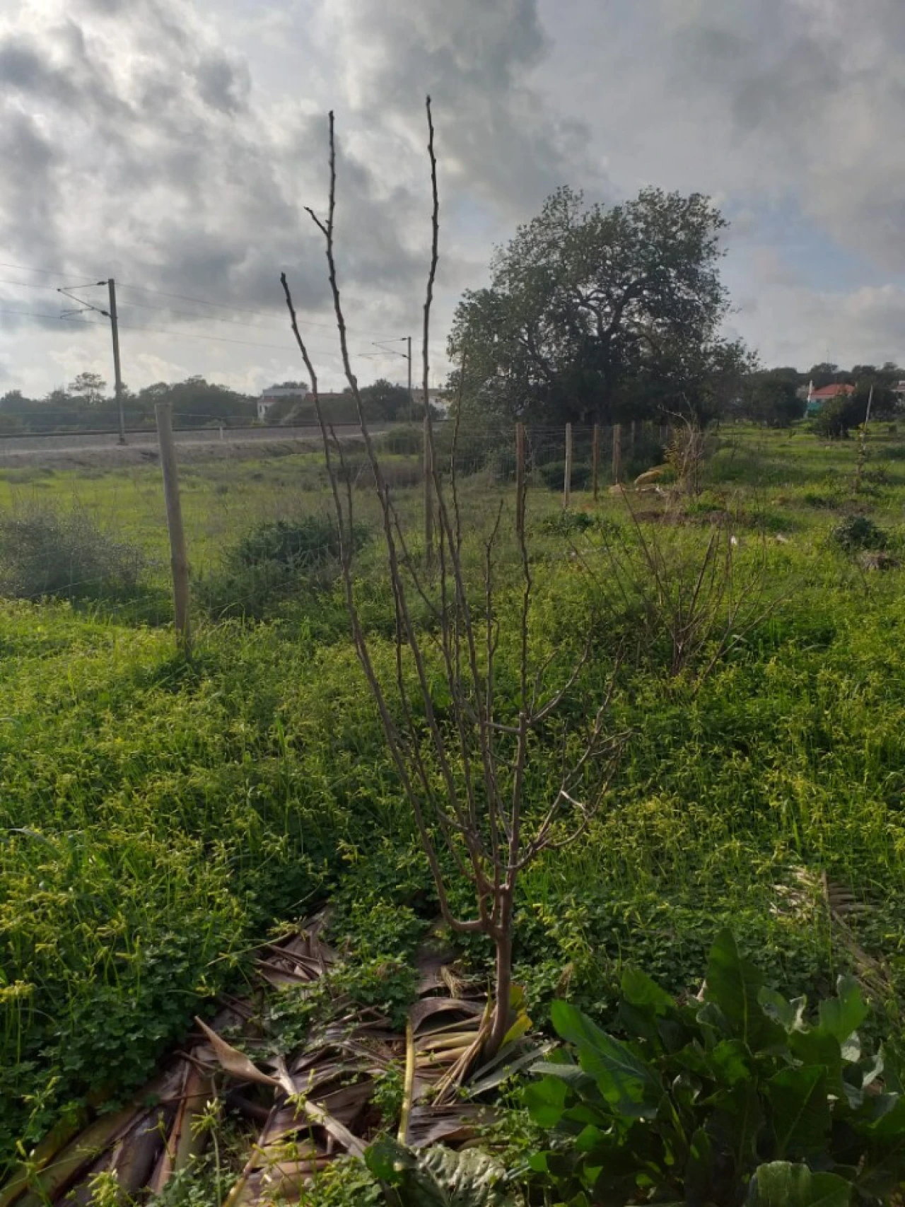 Terreno para Venda em Ferreiras Foto 20