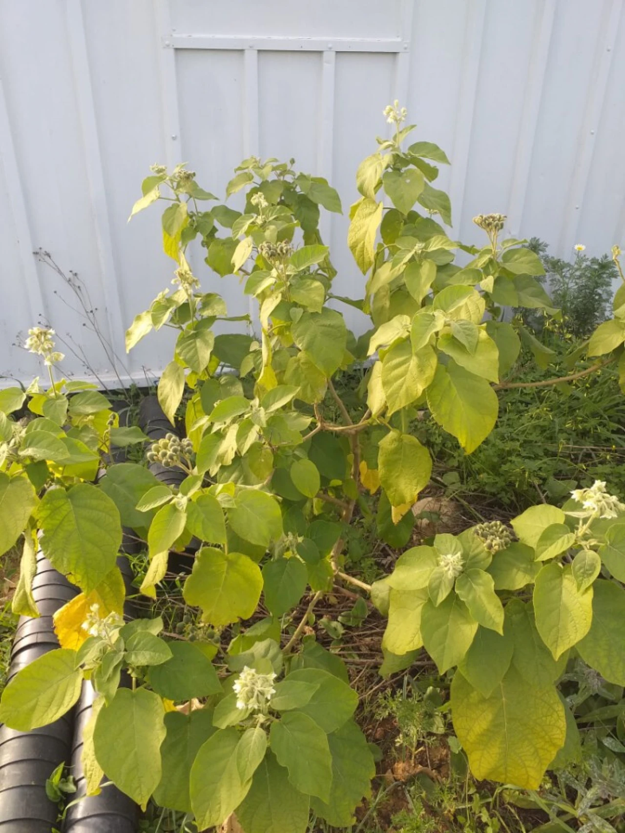 Terreno para Venda em Ferreiras Foto 14